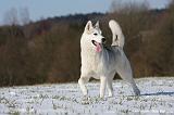 SIBERIAN HUSKY 430